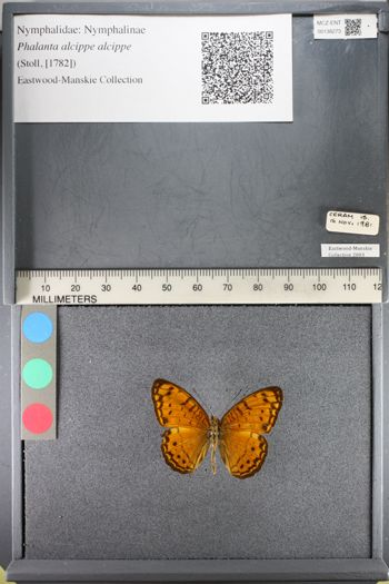 Media type: image;   Entomology 138273